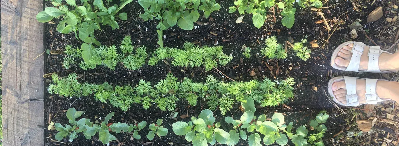 5 Steps to Start Your Climate Victory Garden | Green America